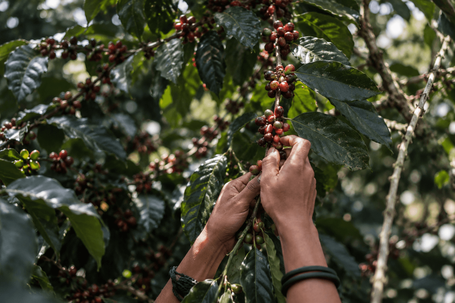 Hands carefully selecting coffee cherries from a coffee tree