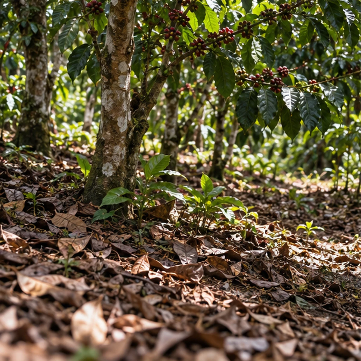 Coffee trees growing above leaf litter and shaded soil.