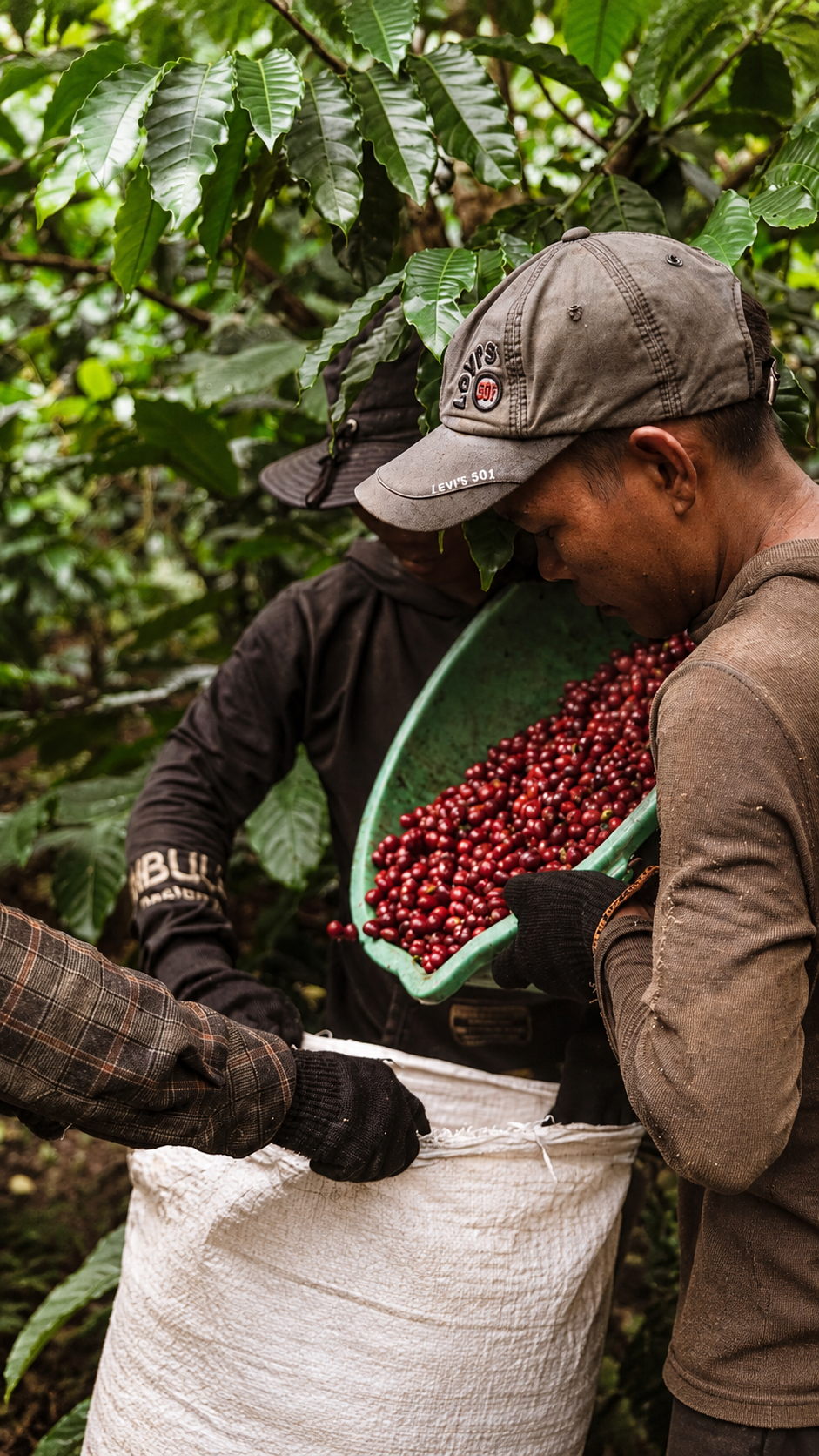 Fine Robusta coffee cherries and origin research