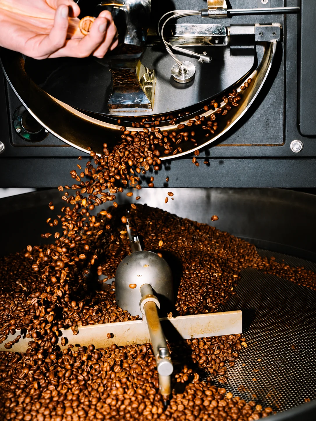 Cambodian coffee beans roasting in a sample roaster
